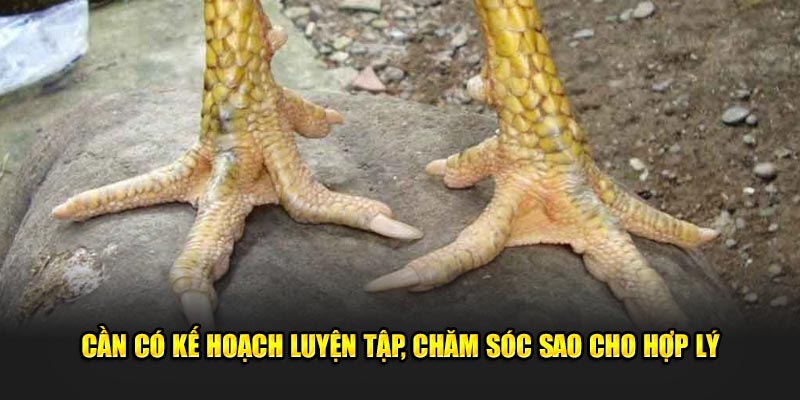 Cần có kế hoạch luyện tập, chăm sóc sao cho hợp lý