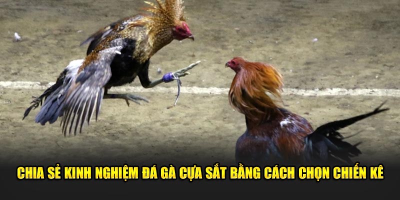 Chia sẻ kinh nghiệm đá gà cựa sắt bằng cách chọn chiến kê