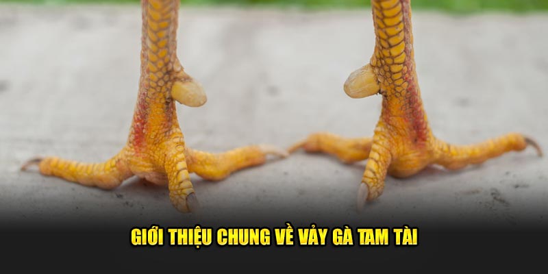 Giới thiệu chung về vảy gà tam tài