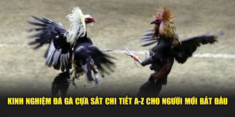 Kinh Nghiệm Đá Gà Cựa Sắt Chi Tiết A-Z Cho Người Mới Bắt Đầu