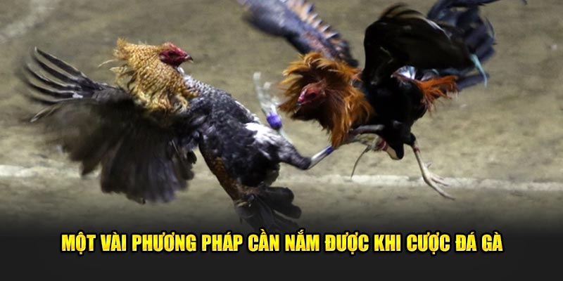 Một vài phương pháp cần nắm được khi cược đá gà