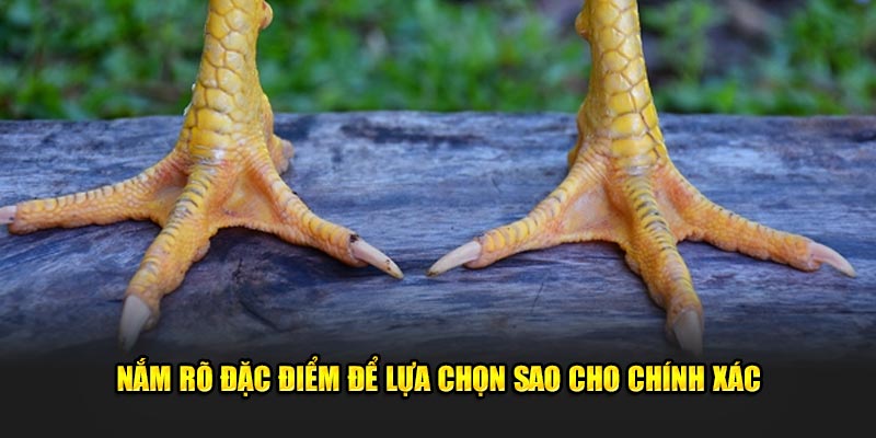 Nắm rõ đặc điểm để lựa chọn sao cho chính xác