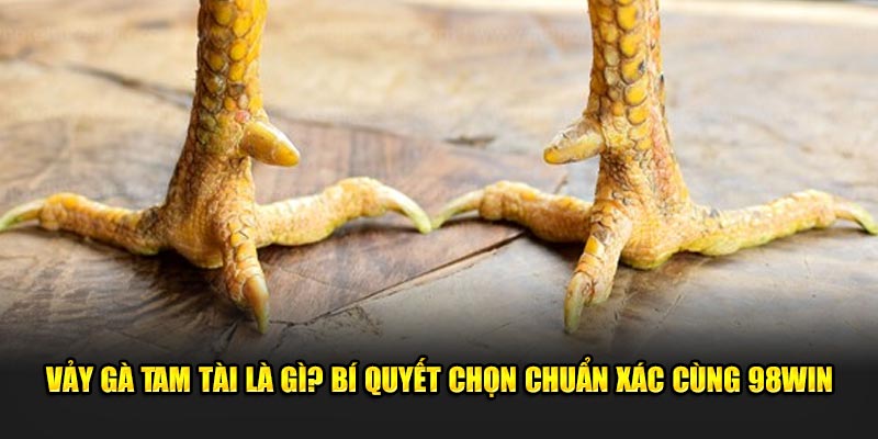 Vảy Gà Tam Tài Là Gì? Bí Quyết Chọn Chuẩn Xác Cùng 98win