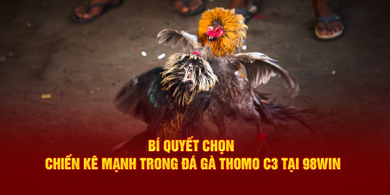 Bí Quyết Chọn Chiến Kê Mạnh Trong Đá Gà Thomo C3 Tại 98win