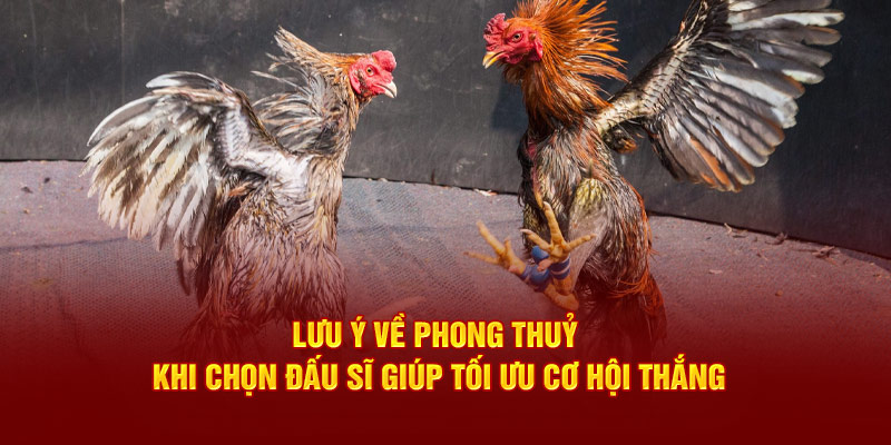 Lưu ý về phong thuỷ khi chọn đấu sĩ giúp tối ưu cơ hội thắng