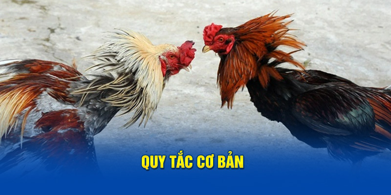 Quy tắc cơ bản trong đá gà cựa dao 