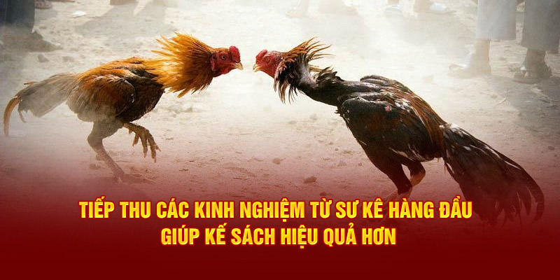 Tiếp thu các kinh nghiệm từ sư kê hàng đầu giúp kế sách hiệu quả hơn